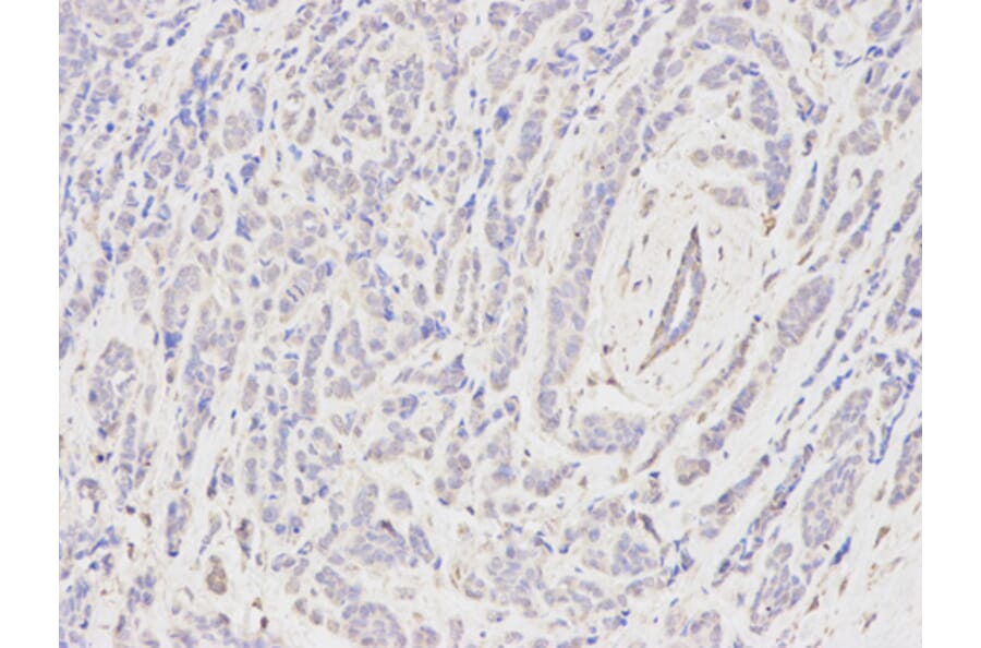 Anti-CSRP1 Antibody from Bioworld Technology (BS6123) - Antibodies.com