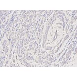 Anti-CSRP1 Antibody from Bioworld Technology (BS6123) - Antibodies.com