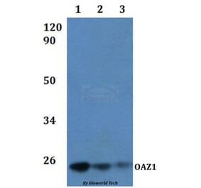 Anti-OAZ1 Antibody from Bioworld Technology (BS61230) - Antibodies.com