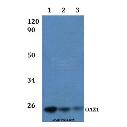 Anti-OAZ1 Antibody from Bioworld Technology (BS61230) - Antibodies.com