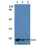 Anti-OAZ1 Antibody from Bioworld Technology (BS61230) - Antibodies.com