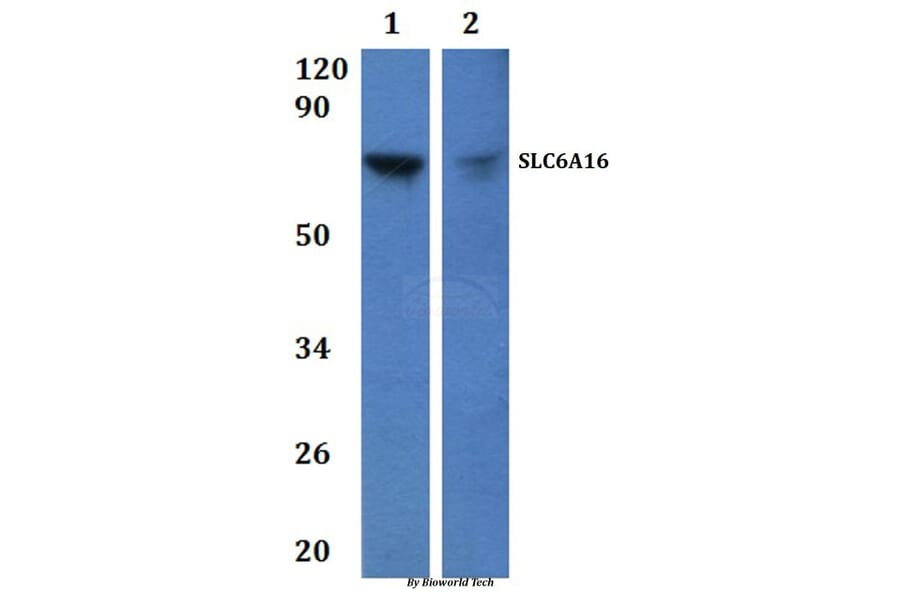 Anti-SLC6A16 Antibody from Bioworld Technology (BS61231) - Antibodies.com