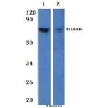 Anti-SLC6A16 Antibody from Bioworld Technology (BS61231) - Antibodies.com