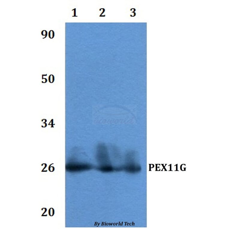 Anti-PEX11G Antibody from Bioworld Technology (BS61232) - Antibodies.com