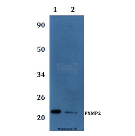Anti-PXMP2 Antibody from Bioworld Technology (BS61233) - Antibodies.com
