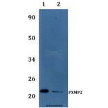 Anti-PXMP2 Antibody from Bioworld Technology (BS61233) - Antibodies.com