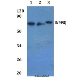 Anti-INPP5J Antibody from Bioworld Technology (BS61235) - Antibodies.com