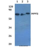 Anti-INPP5J Antibody from Bioworld Technology (BS61235) - Antibodies.com