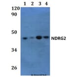 Anti-NDRG2 Antibody from Bioworld Technology (BS61243) - Antibodies.com