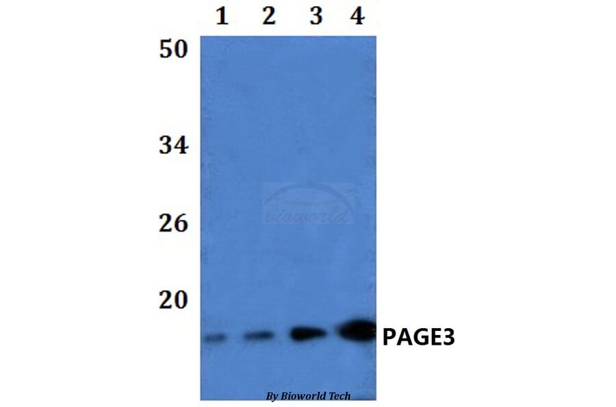 Anti-PAGE3 Antibody from Bioworld Technology (BS61247) - Antibodies.com