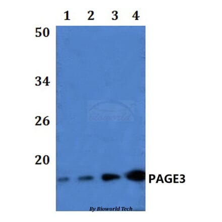 Anti-PAGE3 Antibody from Bioworld Technology (BS61247) - Antibodies.com