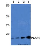 Anti-PAGE3 Antibody from Bioworld Technology (BS61247) - Antibodies.com