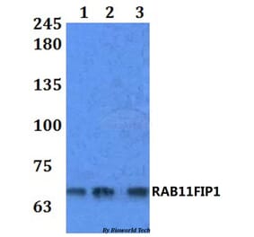 Anti-RAB11FIP1 Antibody from Bioworld Technology (BS61249) - Antibodies.com