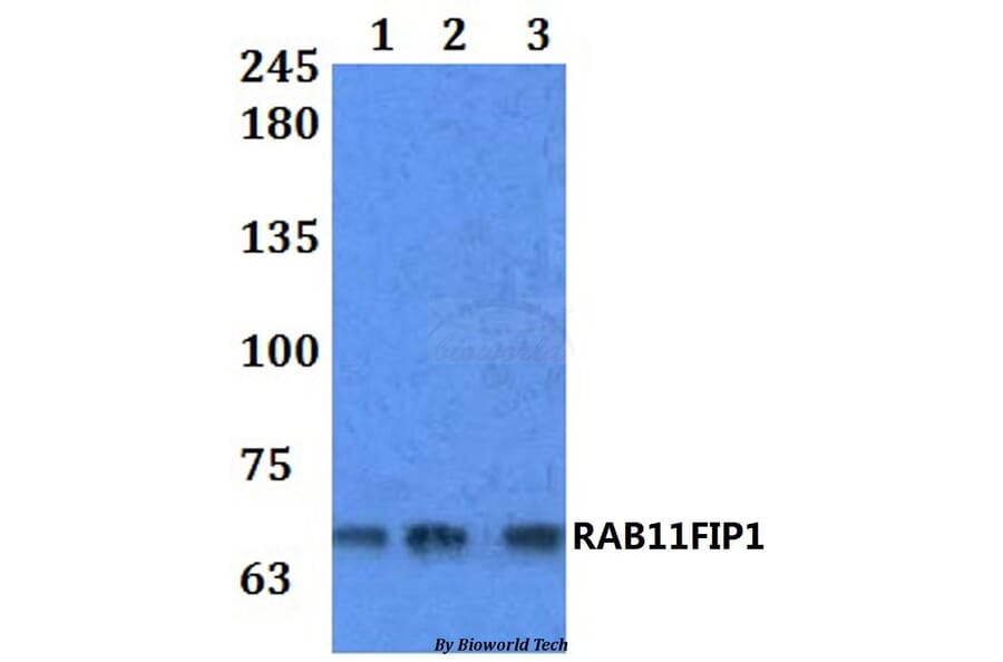 Anti-RAB11FIP1 Antibody from Bioworld Technology (BS61249) - Antibodies.com