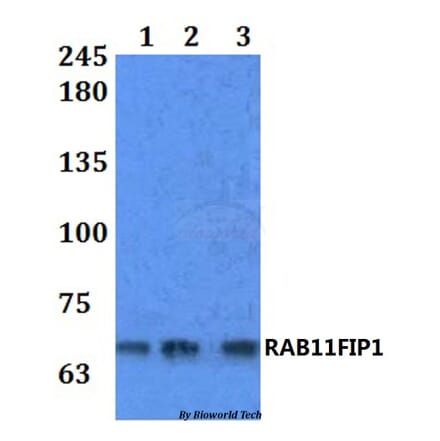 Anti-RAB11FIP1 Antibody from Bioworld Technology (BS61249) - Antibodies.com
