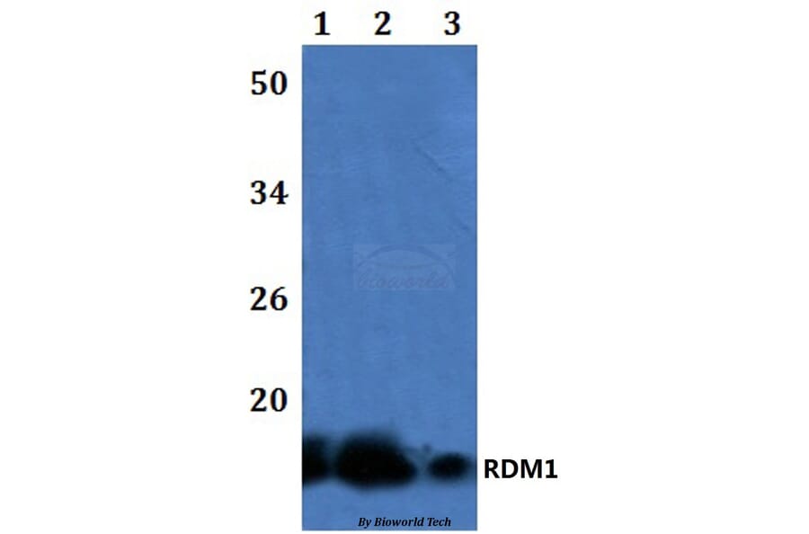 Anti-RDM1 Antibody from Bioworld Technology (BS61252) - Antibodies.com