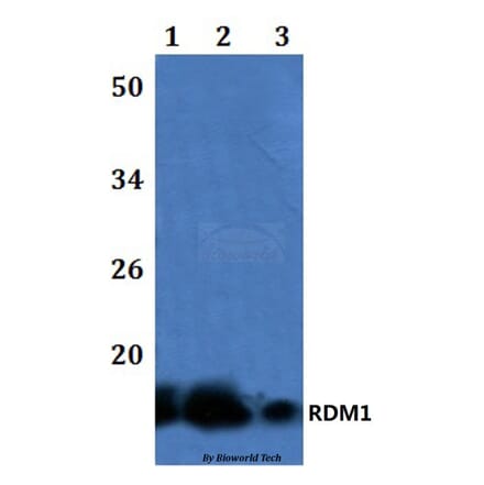 Anti-RDM1 Antibody from Bioworld Technology (BS61252) - Antibodies.com