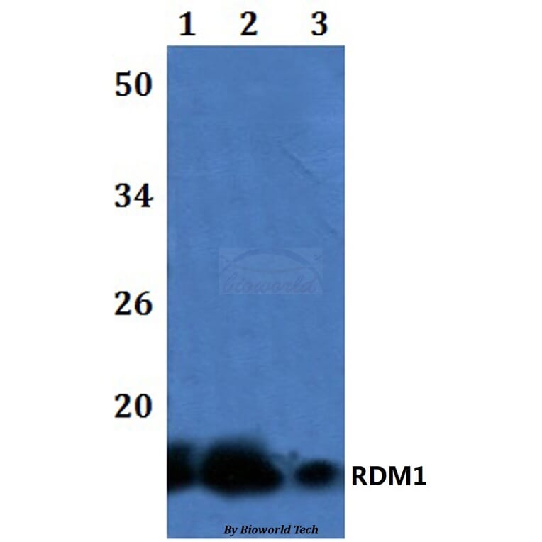 Anti-RDM1 Antibody from Bioworld Technology (BS61252) - Antibodies.com