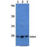Anti-RAB41 Antibody from Bioworld Technology (BS61254) - Antibodies.com