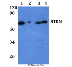 Anti-RTKN Antibody from Bioworld Technology (BS61257) - Antibodies.com