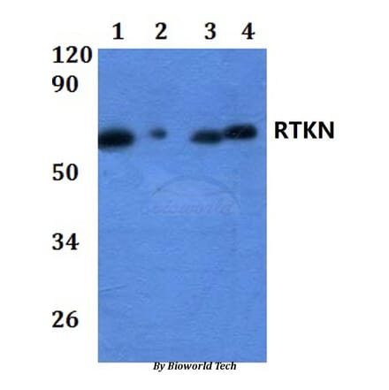 Anti-RTKN Antibody from Bioworld Technology (BS61257) - Antibodies.com