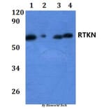 Anti-RTKN Antibody from Bioworld Technology (BS61257) - Antibodies.com