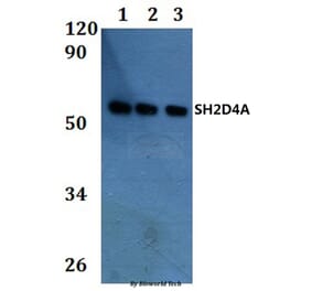 Anti-SH2D4A Antibody from Bioworld Technology (BS61270) - Antibodies.com