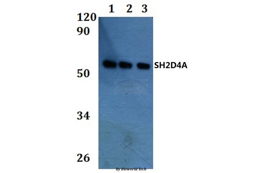 Anti-SH2D4A Antibody from Bioworld Technology (BS61270) - Antibodies.com