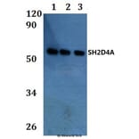 Anti-SH2D4A Antibody from Bioworld Technology (BS61270) - Antibodies.com