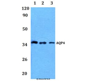 Anti-AQP4 Antibody from Bioworld Technology (BS61281) - Antibodies.com