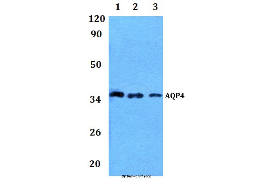 Anti-AQP4 Antibody from Bioworld Technology (BS61281) - Antibodies.com