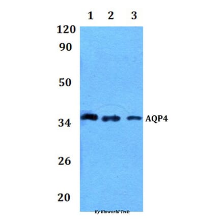 Anti-AQP4 Antibody from Bioworld Technology (BS61281) - Antibodies.com