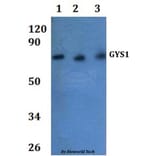 Anti-GYS1 Antibody from Bioworld Technology (BS61282) - Antibodies.com