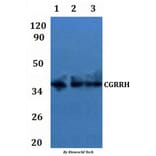 Anti-CGRRH Antibody from Bioworld Technology (BS61283) - Antibodies.com