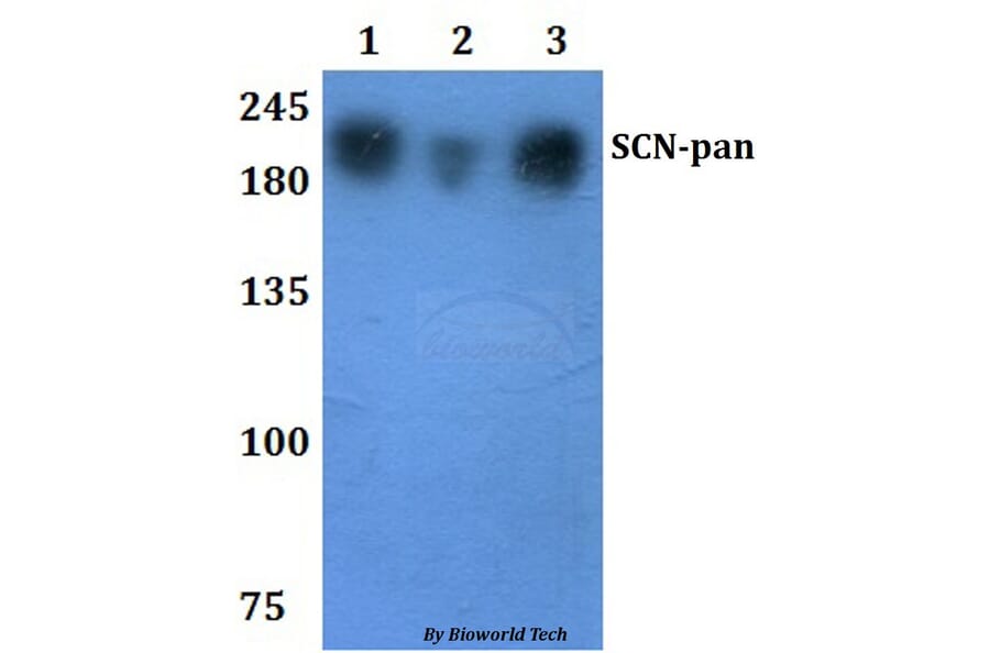 Anti-SCN-pan Antibody from Bioworld Technology (BS61289) - Antibodies.com