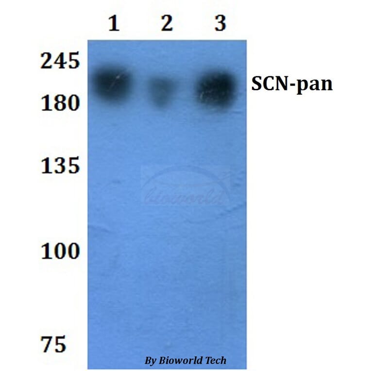 Anti-SCN-pan Antibody from Bioworld Technology (BS61289) - Antibodies.com
