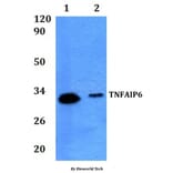 Anti-TNFAIP6 Antibody from Bioworld Technology (BS61291) - Antibodies.com