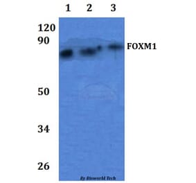 Anti-FOXM1 Antibody from Bioworld Technology (BS61292) - Antibodies.com