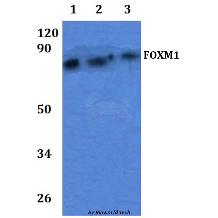 Anti-FOXM1 Antibody from Bioworld Technology (BS61292) - Antibodies.com