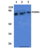 Anti-FOXM1 Antibody from Bioworld Technology (BS61292) - Antibodies.com