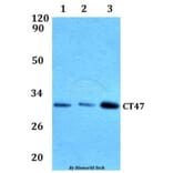 Anti-CT47 Antibody from Bioworld Technology (BS61293) - Antibodies.com
