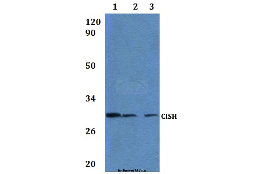 Anti-CISH Antibody from Bioworld Technology (BS61295) - Antibodies.com