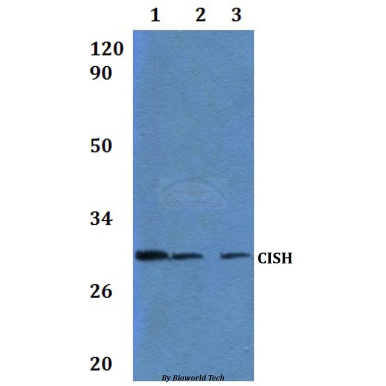 Anti-CISH Antibody from Bioworld Technology (BS61295) - Antibodies.com