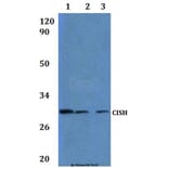 Anti-CISH Antibody from Bioworld Technology (BS61295) - Antibodies.com