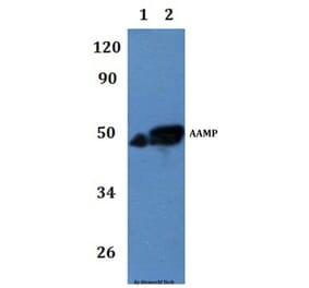 Anti-AAMP Antibody from Bioworld Technology (BS61297) - Antibodies.com