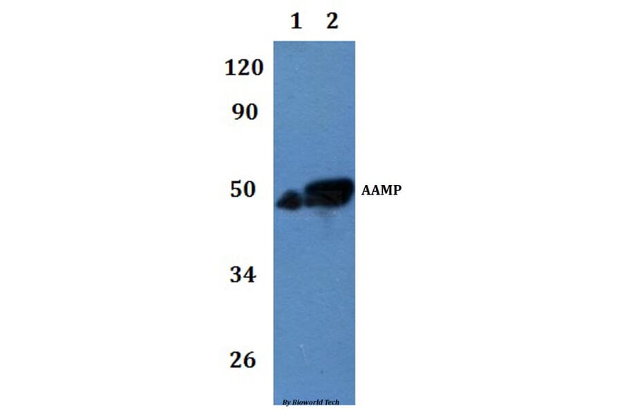 Anti-AAMP Antibody from Bioworld Technology (BS61297) - Antibodies.com