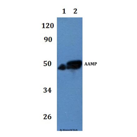 Anti-AAMP Antibody from Bioworld Technology (BS61297) - Antibodies.com