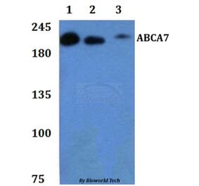Anti-ABCA7 Antibody from Bioworld Technology (BS61299) - Antibodies.com