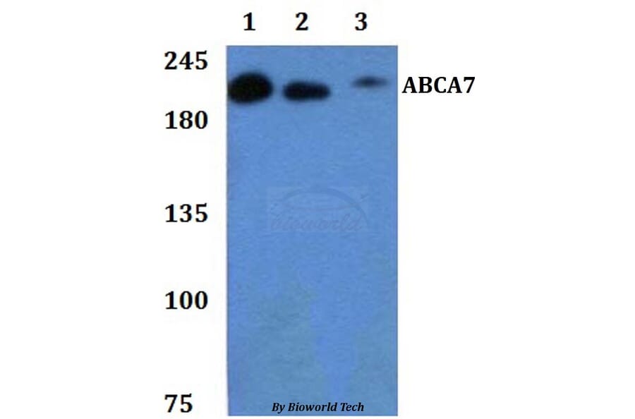 Anti-ABCA7 Antibody from Bioworld Technology (BS61299) - Antibodies.com