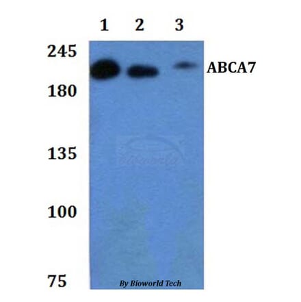 Anti-ABCA7 Antibody from Bioworld Technology (BS61299) - Antibodies.com